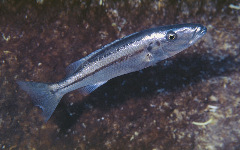 Rhamphochromis esox 'Taiwanee Reef'